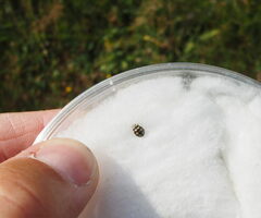 Coccinula quatuordecimpustulata