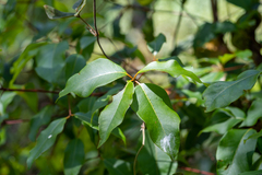 Lophostemon suaveolens