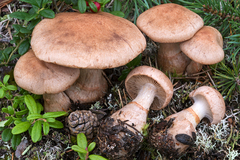 Cortinarius pinigaudis
