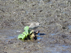 Calidris subminuta