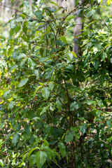 Lophostemon suaveolens