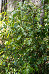 Lophostemon suaveolens