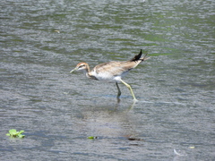 Hydrophasianus chirurgus