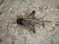 Lepidogryllus