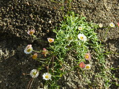Erigeron karvinskianus