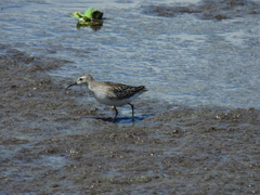 Calidris subminuta