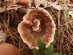 Hydnellum scrobiculatum