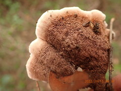 Hydnellum scrobiculatum