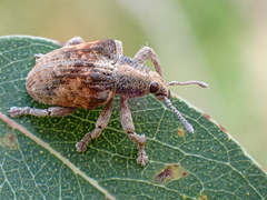 Gonipterus