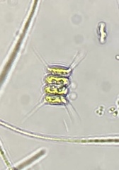 Scenedesmus