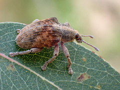 Gonipterus