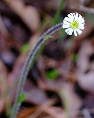 Lagenophora platysperma