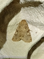 Amphipyra effusa