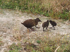 Gallirallus australis australis