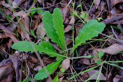 Lagenophora platysperma