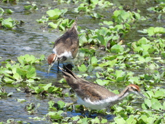 Hydrophasianus chirurgus