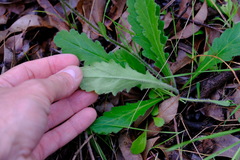 Lagenophora platysperma
