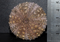 Heliocidaris