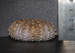 Heliocidaris