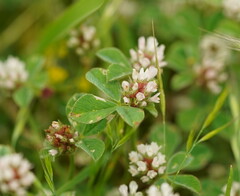 Trifolium striatum