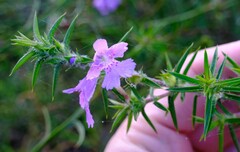 Hemiandra pungens