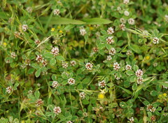 Trifolium striatum