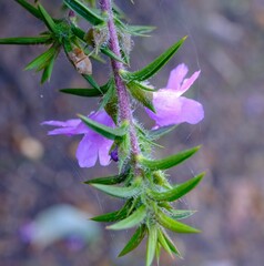 Hemiandra pungens