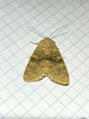 Polymixis argillaceago