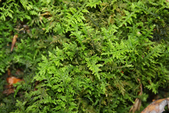 Thuidium tamariscinum