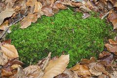 Thuidium tamariscinum