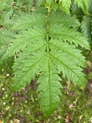 Tracheophyta