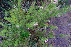 Hemiandra pungens