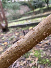Tracheophyta