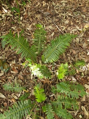 Blechnum nudum