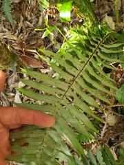 Blechnum nudum