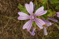 Malva sylvestris