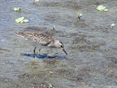 Calidris subminuta