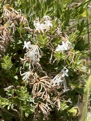 Pimelea glauca
