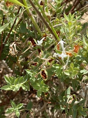 Pimelea glauca
