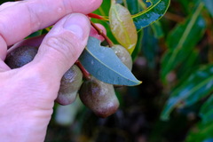 Corymbia