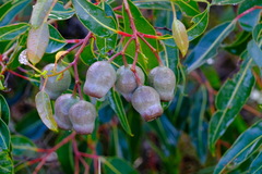 Corymbia