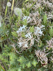 Pimelea glauca
