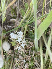 Pimelea glauca