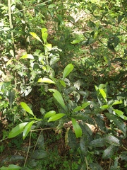 Acronychia oblongifolia