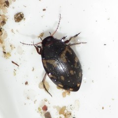 Clarkhydrus corvinus