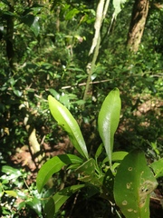 Acronychia oblongifolia
