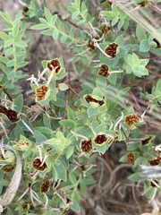 Pimelea glauca