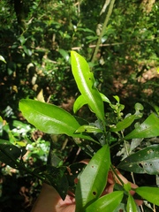 Acronychia oblongifolia