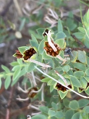 Pimelea glauca
