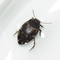 Clarkhydrus corvinus